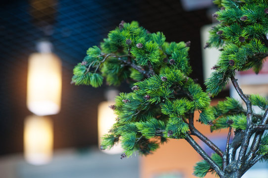 decorative mini tree in cafe for interior