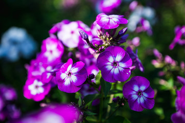 Obraz premium Phlox in the garden. Shallow depth of field.