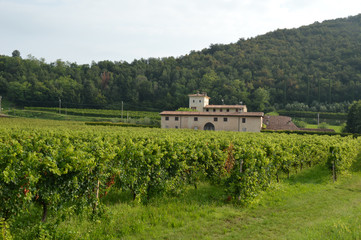 Fototapeta na wymiar An ancient farm estate with its vineyards in the countryside of
