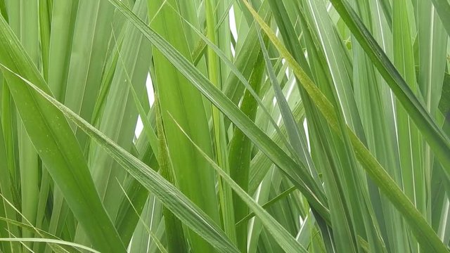 Leaves Of Sugar Cane Plants