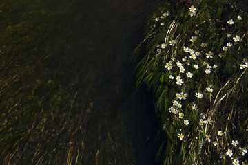 Small white flowers in the river. Tiny flowers are isolated on the dark green river. 