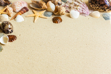  Seashells on the beach sand