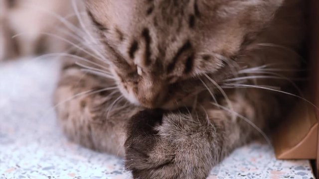 Funny Maine coon cat licks paw and washes his face at home. Adorable tabby kitten 4 months old close up. Beautiful kitty washes after meal. Close up of young cat with black lines at home.