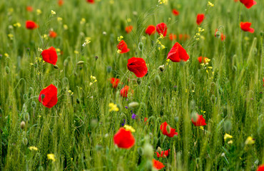 Wild flower garden with poppies with morning sunlight