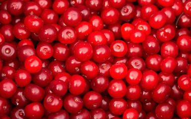 Sour cherries in a saucepan, prepared for cooking jam
