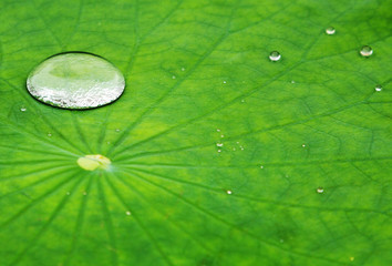 dew drop in a lotus leaf