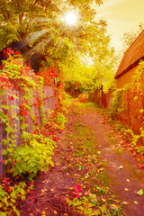 Fototapeta na wymiar Beautiful autumnal scene, fall