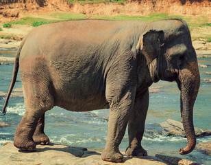 Asian young Elephant Sri Lanka, Ceylon