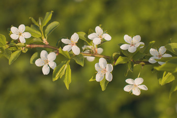 Beautiful closeup spring blossoming tree