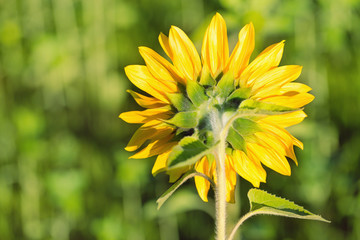 sunflower turned rear view