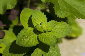 Fresh mint leaves