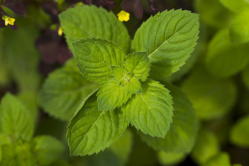 Fresh mint leaves
