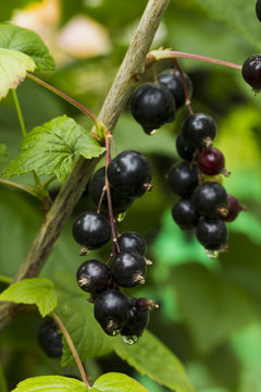 Berries of black currant with raindrops
