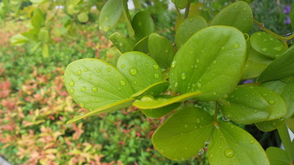 Water droplets on leaves