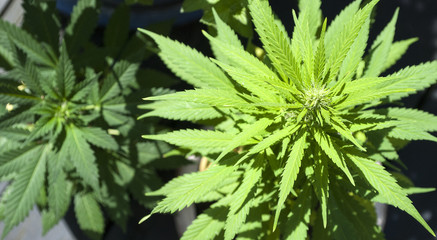 Cannabis sativa, Marijuana, Hanfpflanze