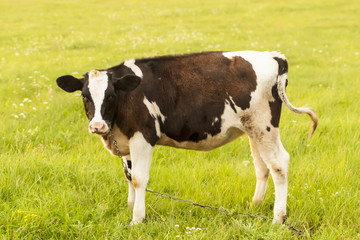 cow chews on a green field, evening