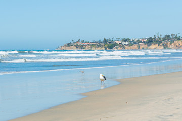 Beach in San Diego. Bird on the water's edge.
