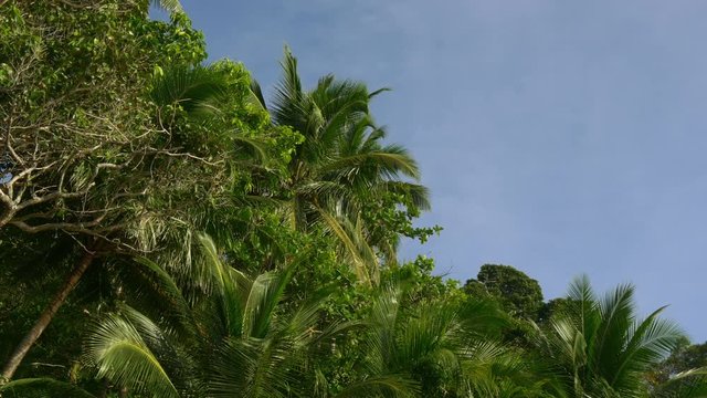 summer day phuket island freedom beach palm tree top panorama 4k thailand
