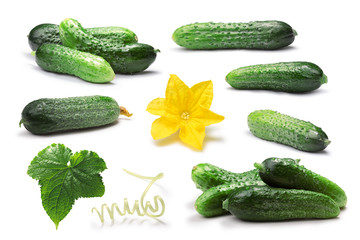 Set of cucumbers, leaf, flower,tendril, paths