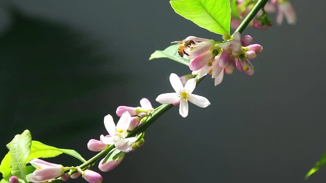 Abelha coletando n&eacute;ctar e polinizando a flor do limoeiro.
