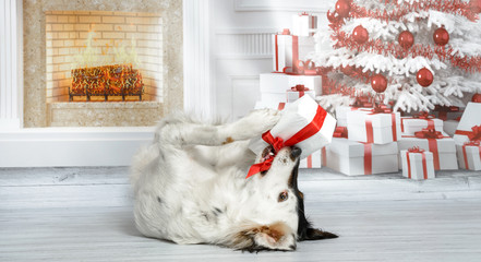Obraz premium Lustiger, süßer Hund mit schwarz-weißem Gesicht in einem weihnachtlichen Wohnzimmer liegt auf dem Rücken und spielt mit einem Geschenk 