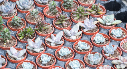 succulent plants