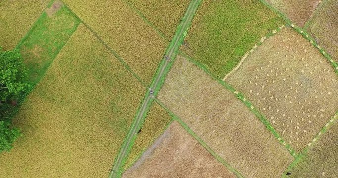 Aerial view, straight from above, of small rice fields in Bangladesh