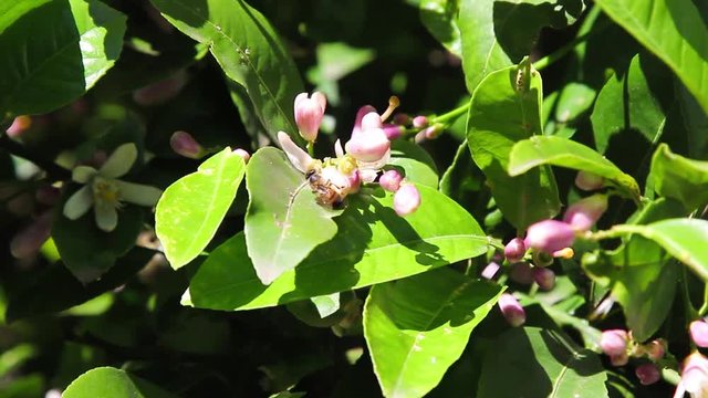 Abelha coletando n&eacute;ctar e polinizando a flor do limoeiro.