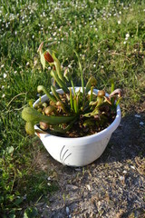 Darlingtonia californica en fleur