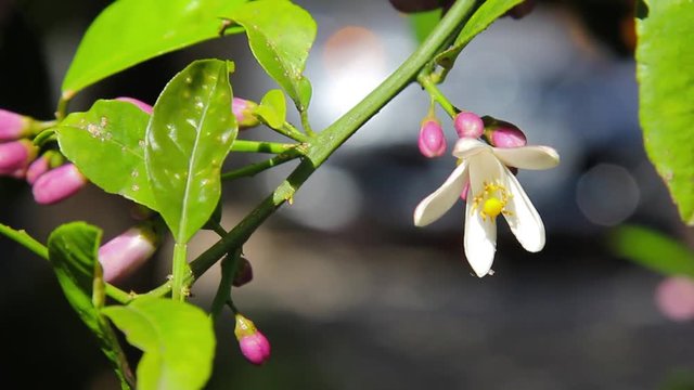 Abelha coletando n&eacute;ctar e polinizando a flor do limoeiro.
