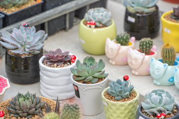 succulent plants