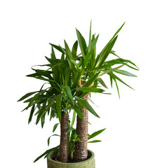 Yucca in a flowerpot.