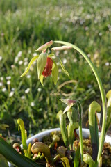 Fleur de Darlingtonia californica
