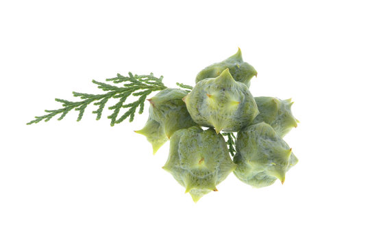 Branch Of Juniper  With Berries ( Juniperus Communis) Isolated On White