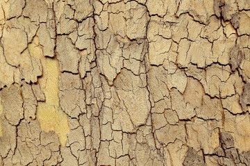 Bark tree background