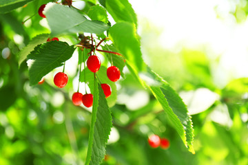 Red cherries, closeup