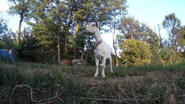 White bleating goatling on chain at the pasture. Ukraine, Podillya, Khmelnytskyi