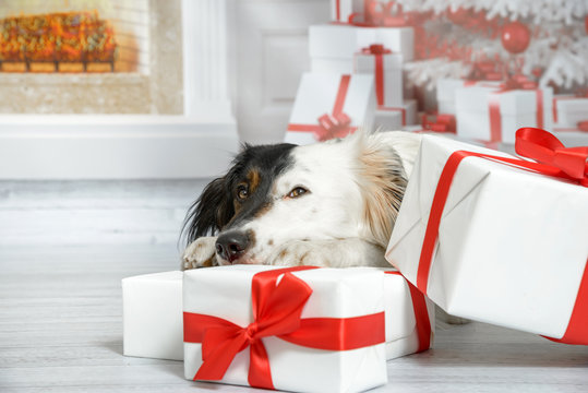 Mischlings Hund mit lustigem schwarz-weißem Gesicht hat den Kopf zwischen den Pfoten auf einem Geschenk abgelegt
