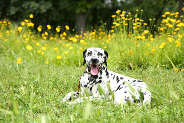 Dalmatian dog on a grass