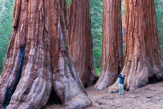 Sequoia trees in Yosemite National Park. A person standing at the base, looking upwards. 