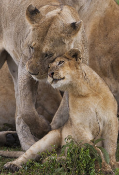 Cub and lioness nuzzling and rubbing cheeks