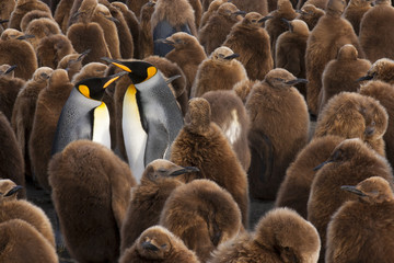 A colony of King Penguins, Aptenodytes patagonicus. Fledgling chicks with brown fluffy coats, standing in large groups, with some adults among them. 