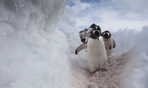 Gentoo penguins using a well worn pathway through the snow, to reach the sea. Antarctica