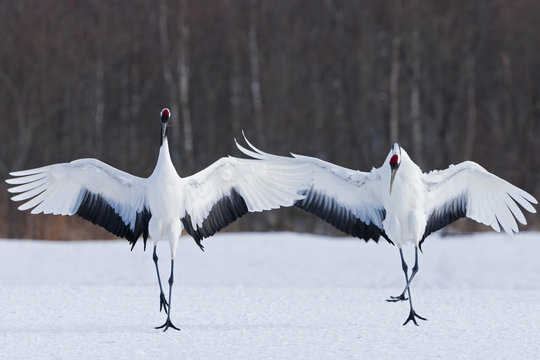 Japanese cranes upright, spreading their wings and preening on a frozen lake in Hokkaido, Japan