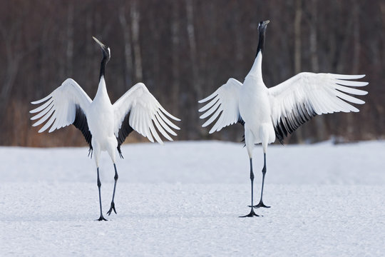 Japanese cranes upright, spreading their wings and preening on a frozen lake in Hokkaido, Japan