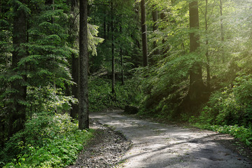 Road in mountain forest