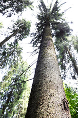 Fototapeta premium Top of trees in forest