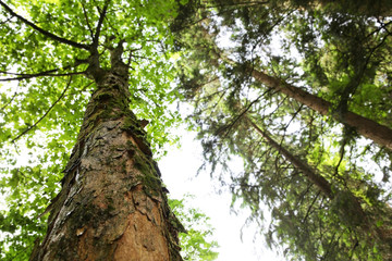 Top of tree in forest