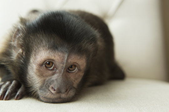 Capuchin monkey in bedroom