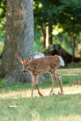 Whitetail Deer Fawn